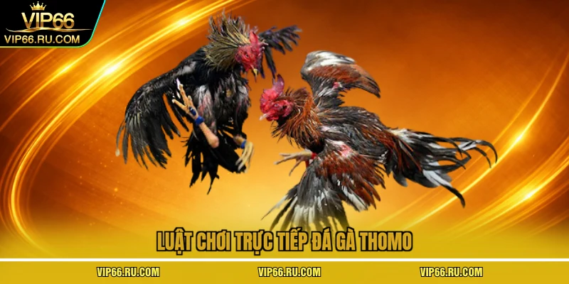 Luật chơi trực tiếp đá gà thomo
